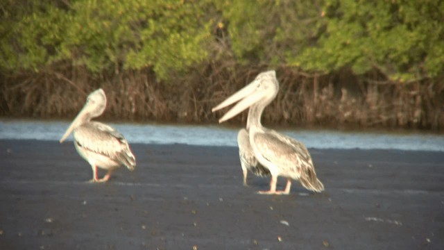 Pink-backed Pelican - ML200810951