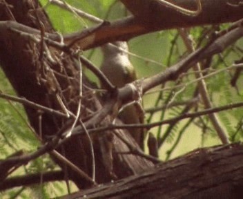 African Gray Woodpecker (Gray) - ML200811611