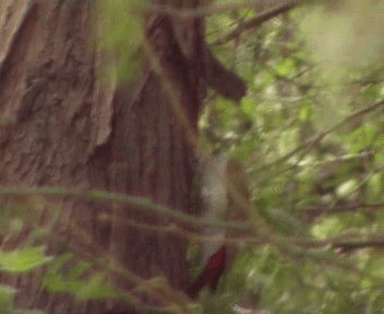 African Gray Woodpecker (Gray) - ML200811621