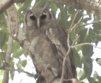 Verreaux's Eagle-Owl - ML200811701