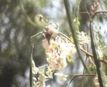 Красивая нектарница (pulchellus) - ML200811911