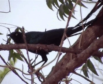 Long-tailed Glossy Starling - ML200812191