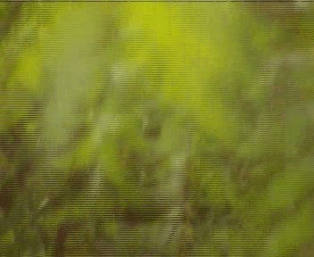 Yellow-crowned Gonolek - ML200812221
