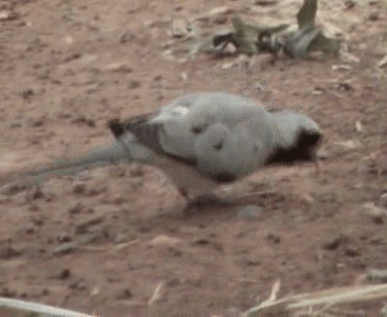 Namaqua Dove - ML200812311
