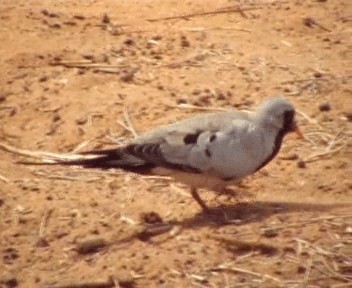 Namaqua Dove - ML200812321