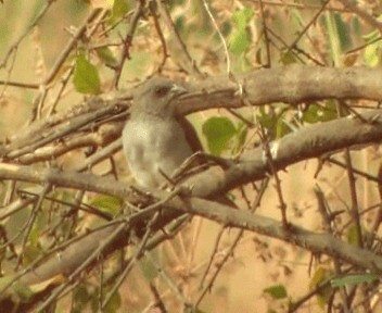 Northern Gray-headed Sparrow - ML200812341