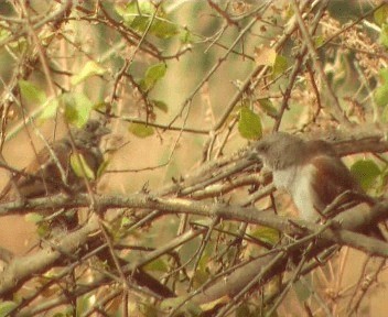 Northern Gray-headed Sparrow - ML200812351
