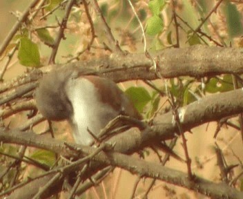Northern Gray-headed Sparrow - ML200812361