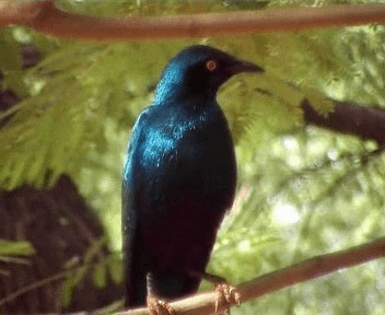 Lesser Blue-eared Starling - ML200812491
