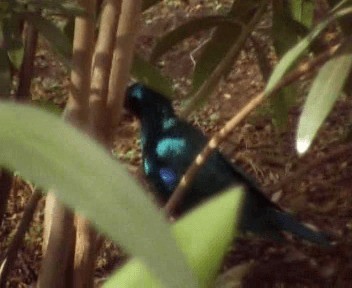 Lesser Blue-eared Starling - ML200812501