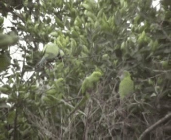 Senegal Parrot - ML200812661