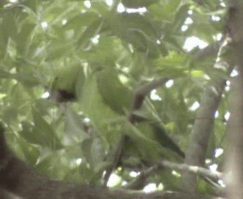 Yeşil Papağan - ML200812711