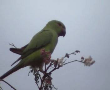 Yeşil Papağan - ML200812731