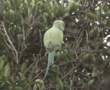 Yeşil Papağan - ML200812751