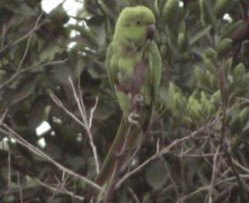 Yeşil Papağan - ML200812771