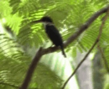 Collared Kingfisher (Oriental) - ML200812931