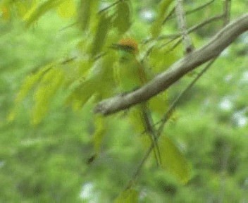 Asian Green Bee-eater - ML200813041