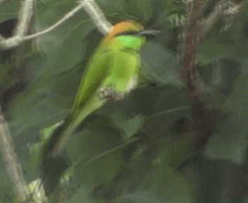 Asian Green Bee-eater - ML200813051
