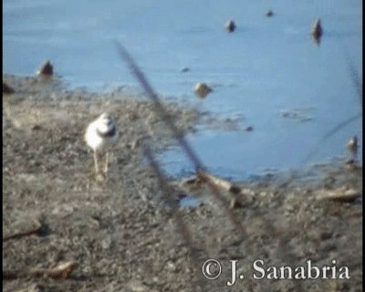 Little Ringed Plover (curonicus) - ML200813301