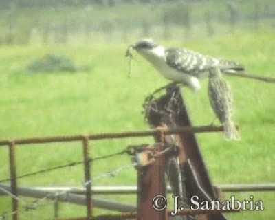 Great Spotted Cuckoo - ML200813351