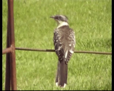 Great Spotted Cuckoo - ML200813521