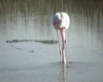 Greater Flamingo - ML200813911