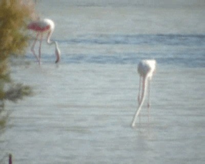 Greater Flamingo - ML200813921