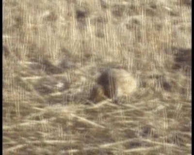 Pin-tailed Sandgrouse (Iberian) - ML200814051