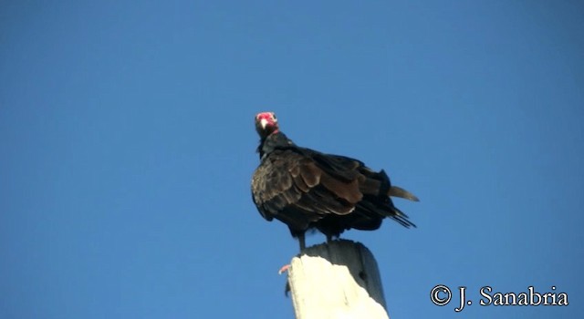 Turkey Vulture (Northern) - ML200814491