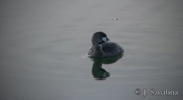 オビハシカイツブリ - ML200815331