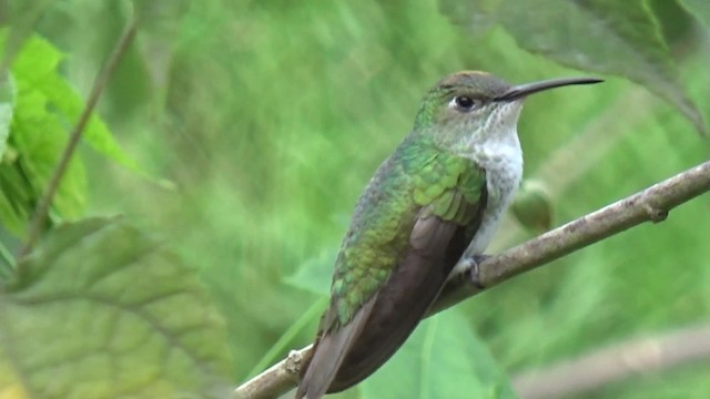 kolibřík bělobřichý - ML200815581