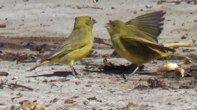 Puna Yellow-Finch - ML200815711