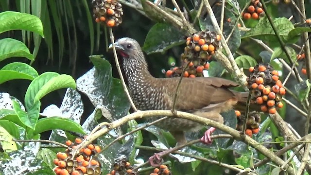 Speckled Chachalaca (Speckled) - ML200815721