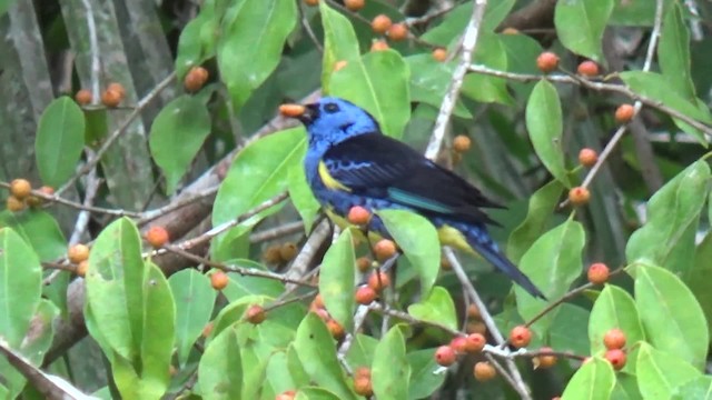 Turquoise Tanager - ML200815751