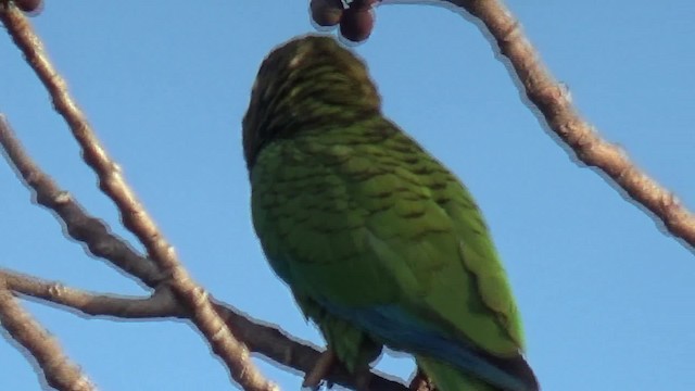 Cuban Parrot (Cuban) - ML200815871