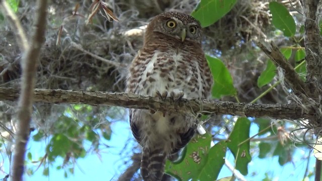 Cuban Pygmy-Owl - ML200815951