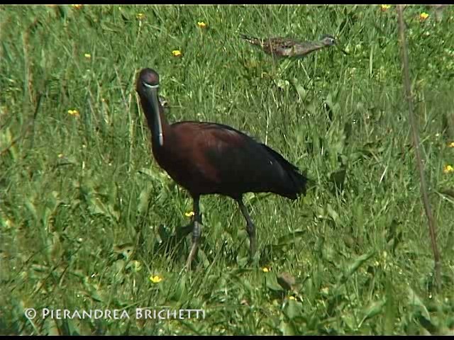 ibis hnědý - ML200816401