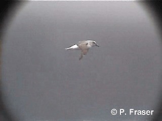 Gray-headed Albatross - ML200817331