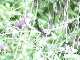 Copper-rumped Hummingbird - ML200817571