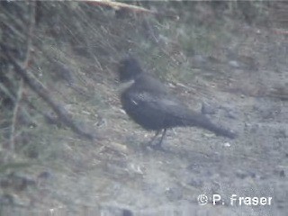 Ring Ouzel (Northern) - ML200817581