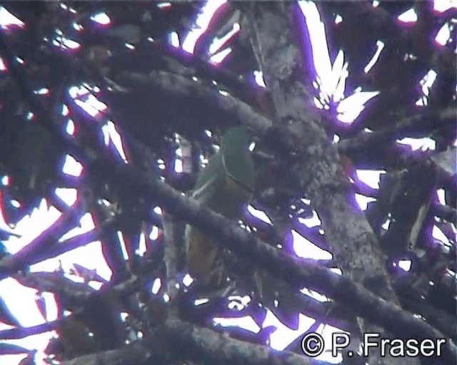 Cloven-feathered Dove - ML200818041