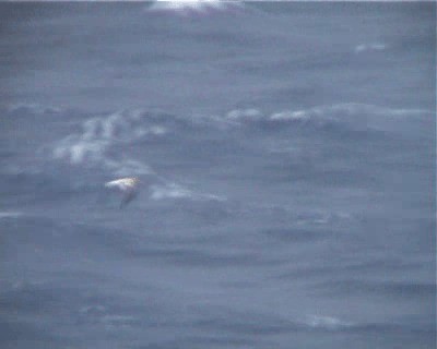 Short-tailed Albatross - ML200818511
