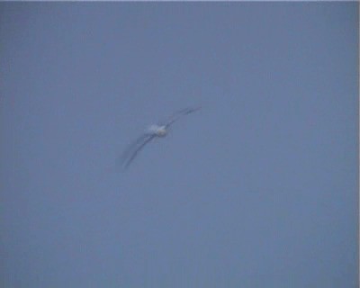 Albatros à queue courte - ML200818521