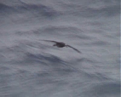 Albatros à pieds noirs - ML200818541