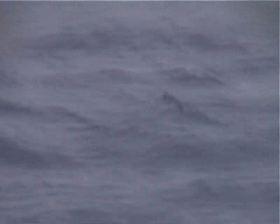 Boninsturmvogel - ML200818661