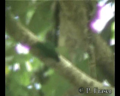 Папужка-пігмей зелений - ML200818781