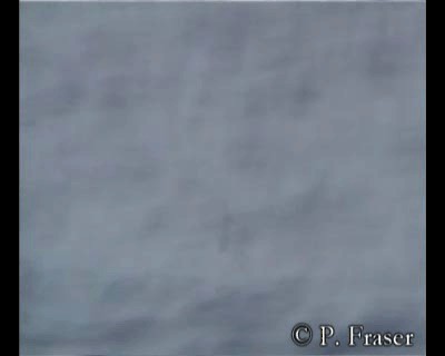 White-necked Petrel - ML200818801