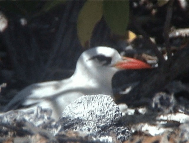 Red-tailed Tropicbird - ML200818961