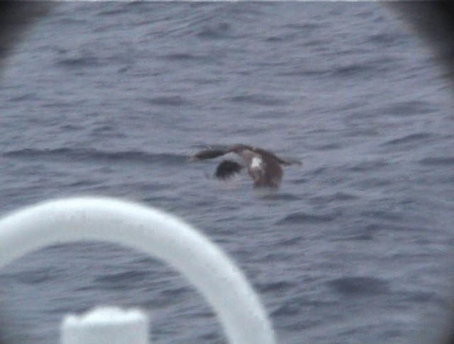  - Chatham Islands Shag