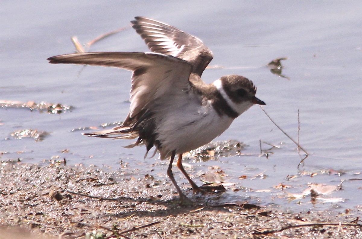 Semipalmated Plover - Don Roberson